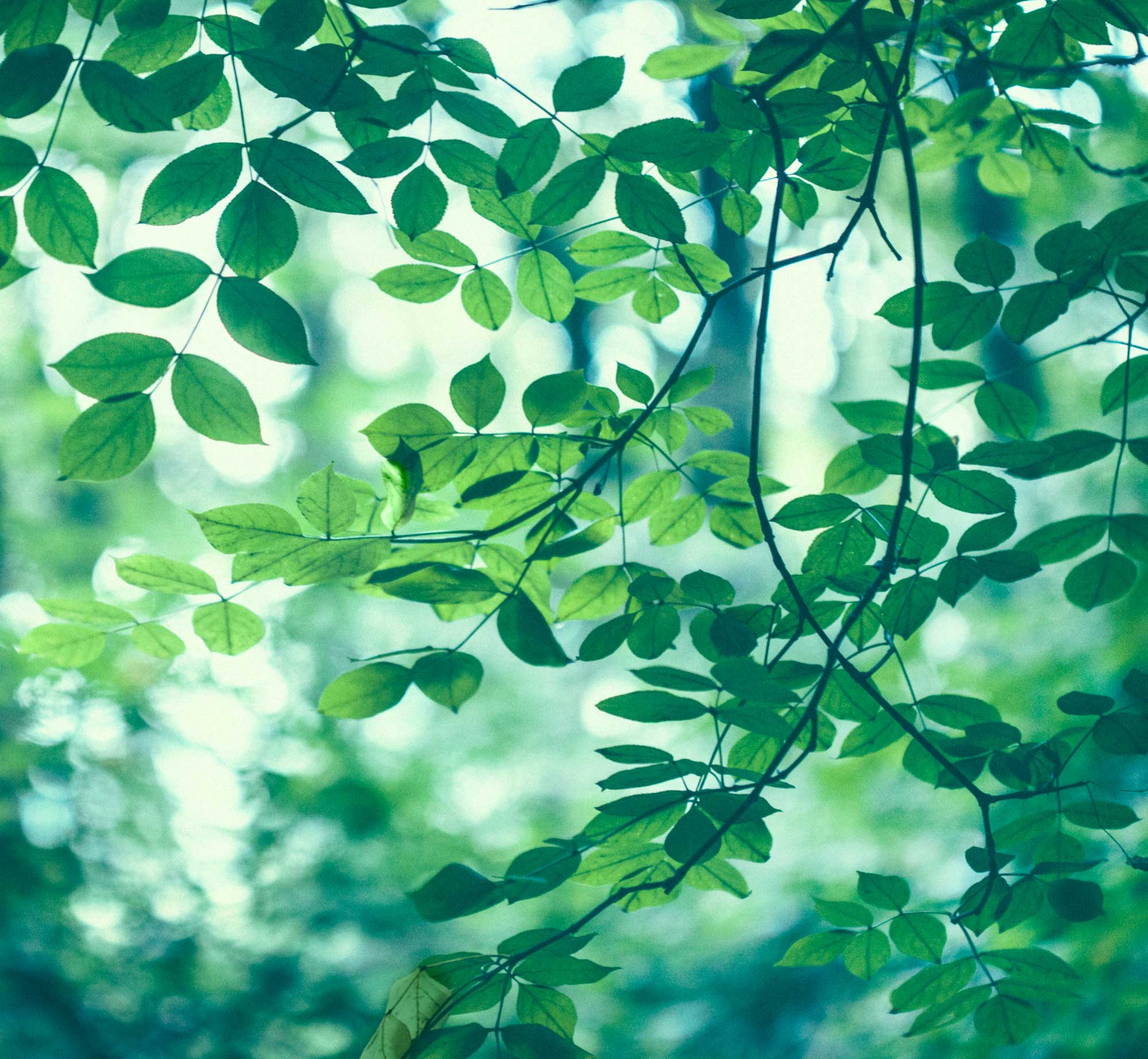 Frische grüne Blätter in der Natur